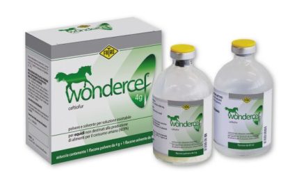 BUY WONDERCEF ONLINE