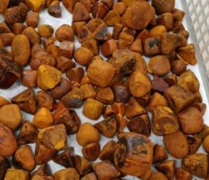 Buy Cow Gallstone/Ox Gallstone Online